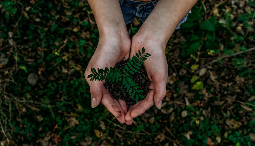 Green forest - planet impact